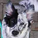 Steele was adopted in April, 2004